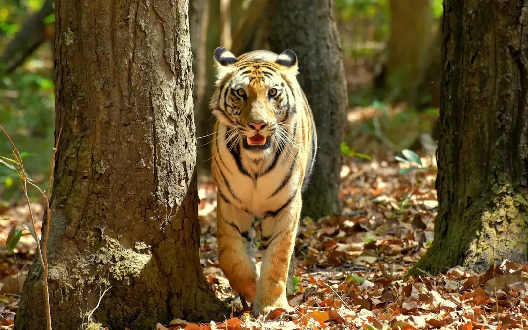 The Fearless Tiger: Bold and Always Ready for a Challenge (Image Credits: Unsplash)