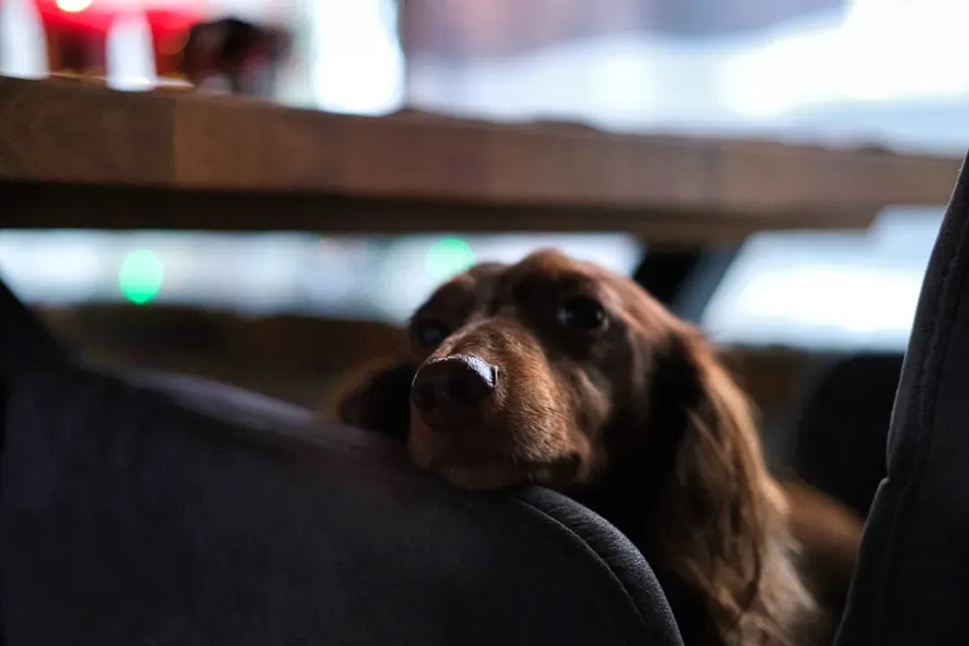 Environmental Clues: How Your Dog’s Brain Tracks Time Without a Clock (Image Credits: Unsplash)