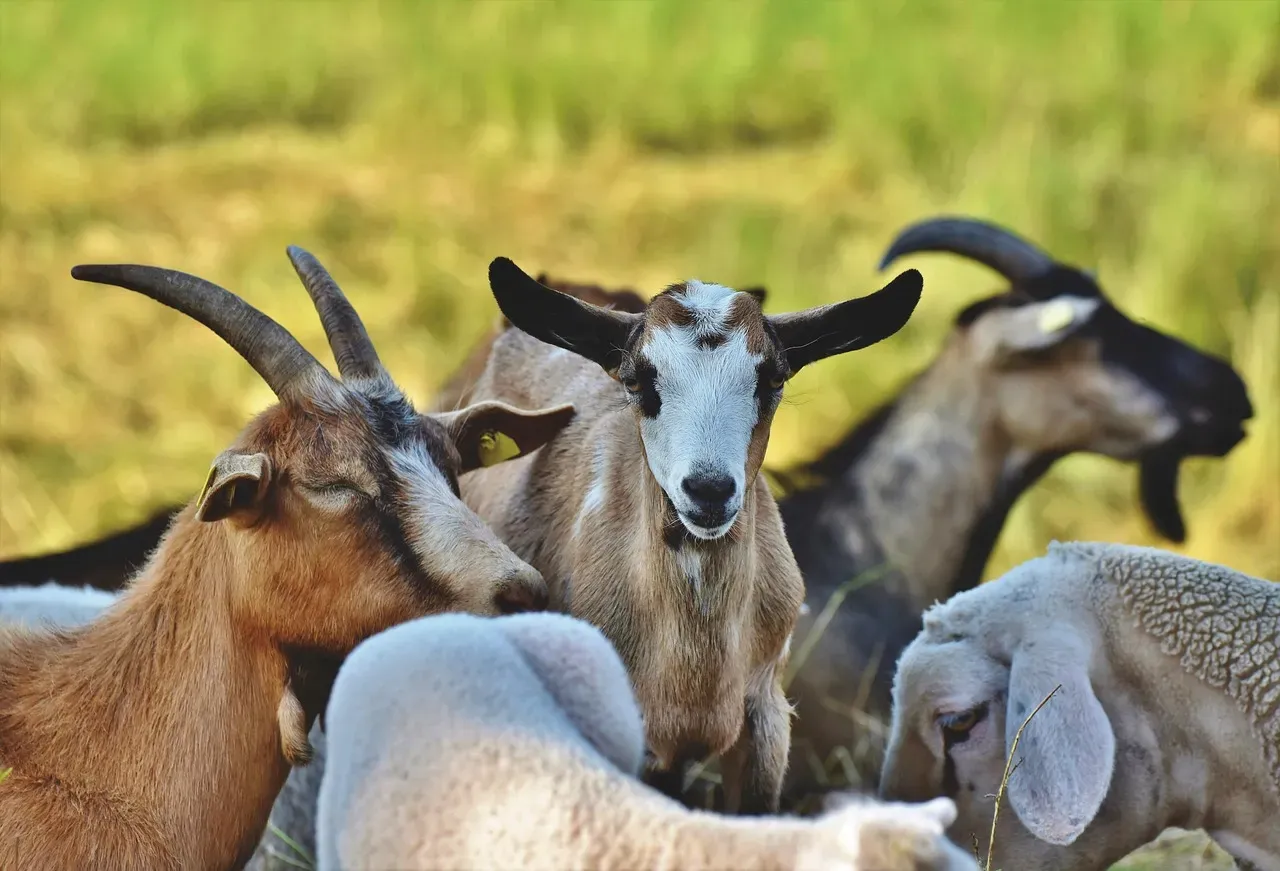 6. Goats Have Strong Personalities And Social Hierarchies (Image Credits: Pixabay)