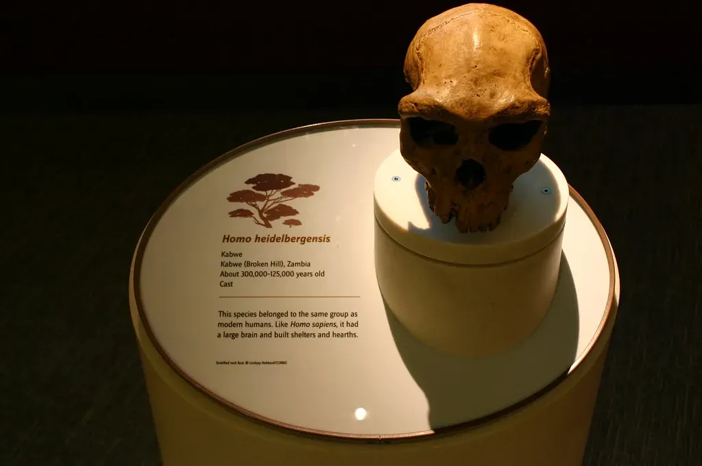 6. Homo heidelbergensis: The Common Ancestor With Two Futures (Ryan Somma, Flickr, CC BY-SA 2.0)