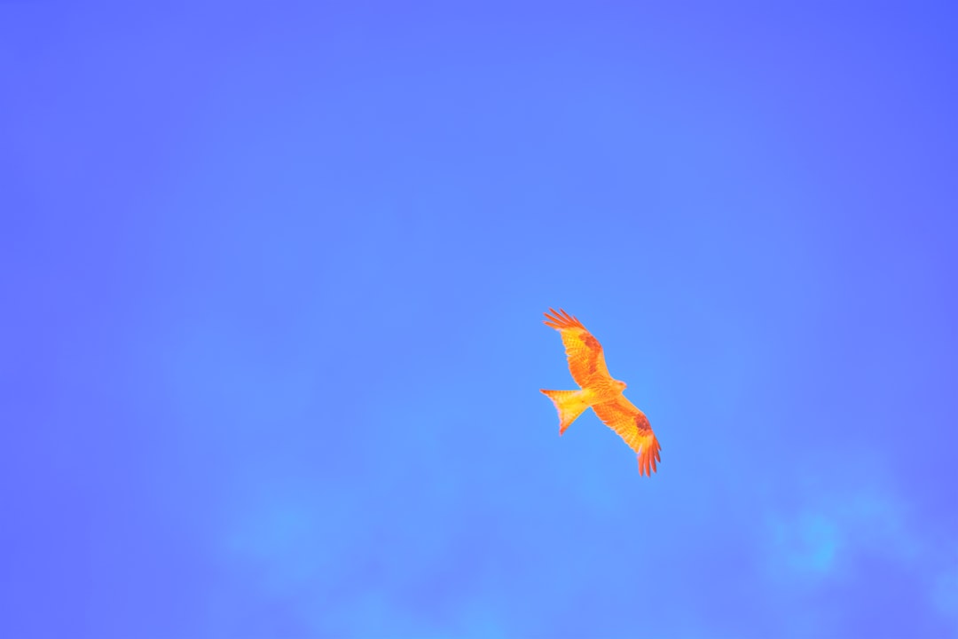 Aries: The Fearless Hawk of Fire (Image Credits: Unsplash)