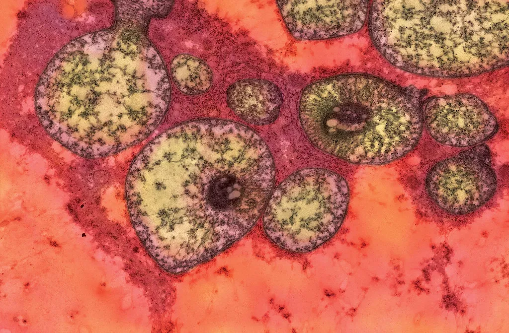 The Mitochondria: Far More Than Just a Powerhouse (Image Credits: Flickr)