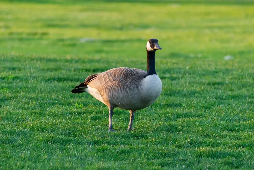 10. They Use Body Language as Much as Their Voices (Image Credits: Unsplash)