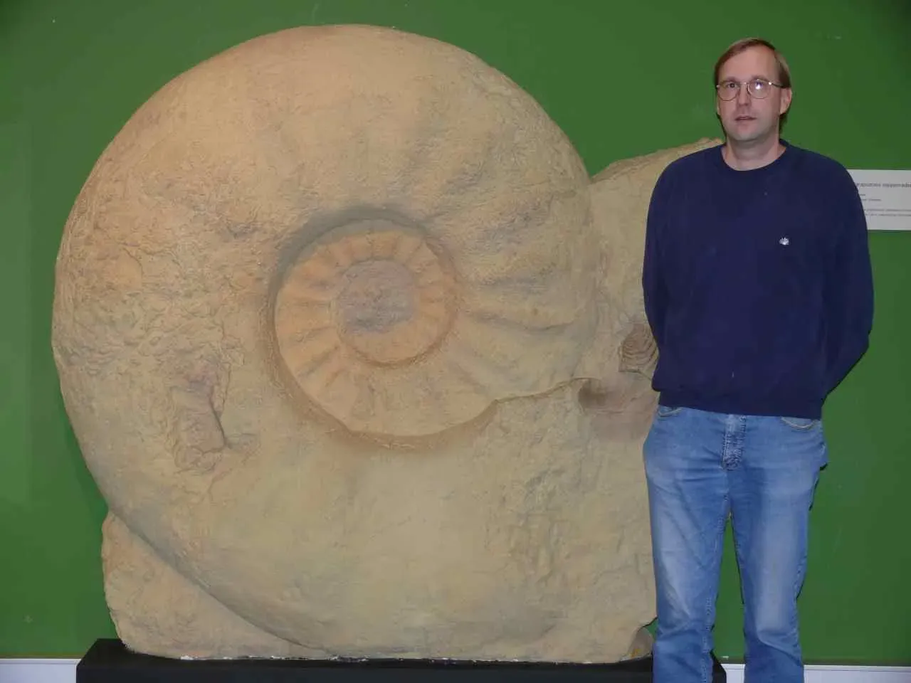 #11 - Giant Ammonites Locked in the Rockies (Self-photographed, CC BY-SA 3.0)