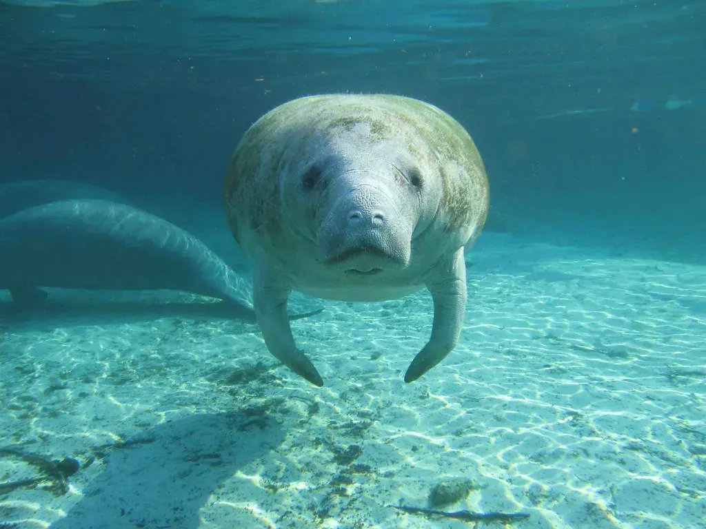 Florida Manatee: Gentle Giants Saved by Slowing Down (Image Credits: Flickr)