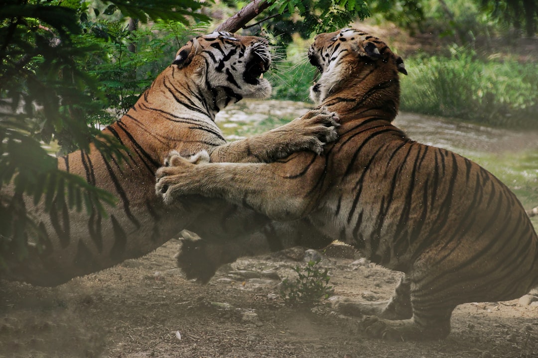 The Tiger's Ferocity: Aries and Raw Power (Image Credits: Unsplash)