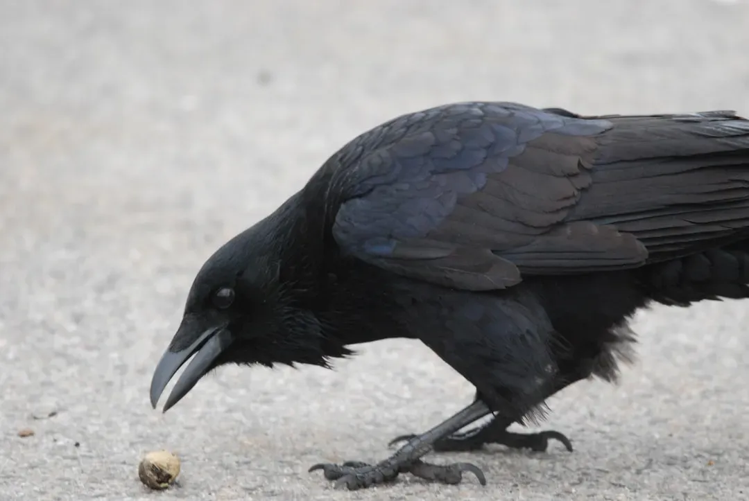 6. The Raven: Strategic Intelligence as a Survival Superpower (Image Credits: Unsplash)