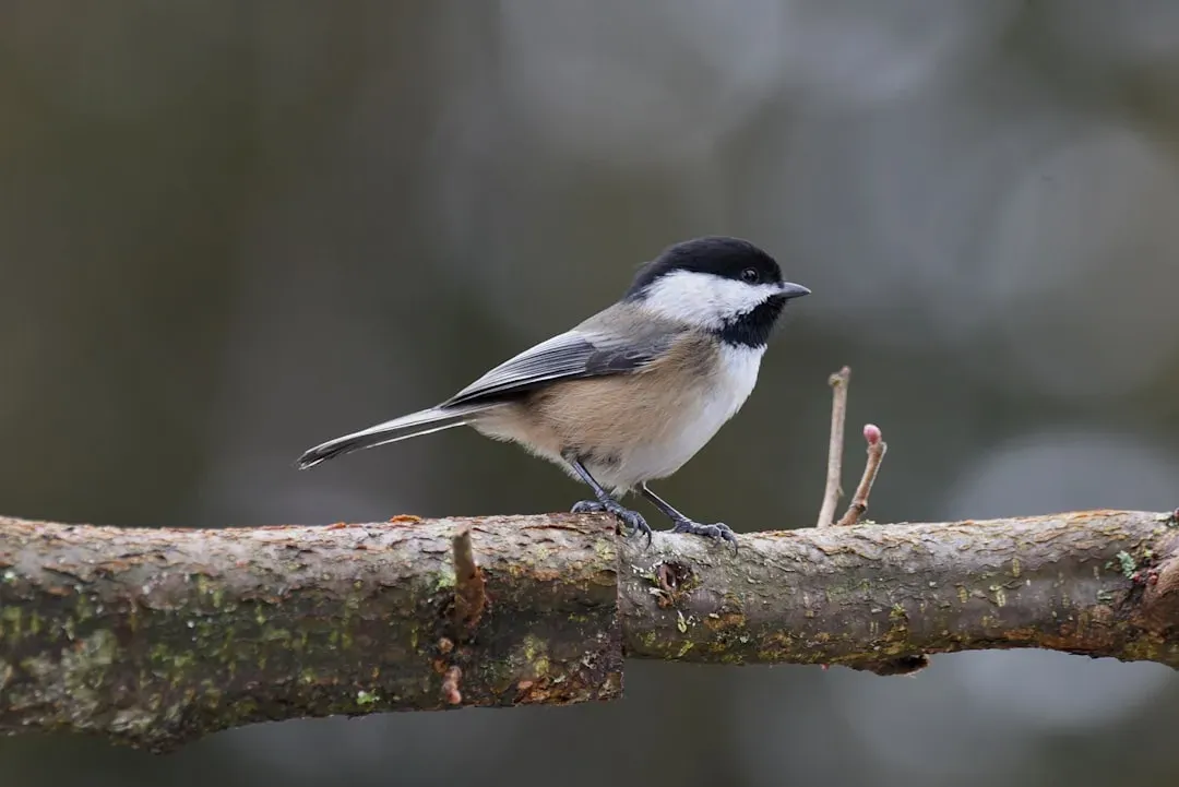Gemini: The Black-Capped Chickadee (Image Credits: Unsplash)