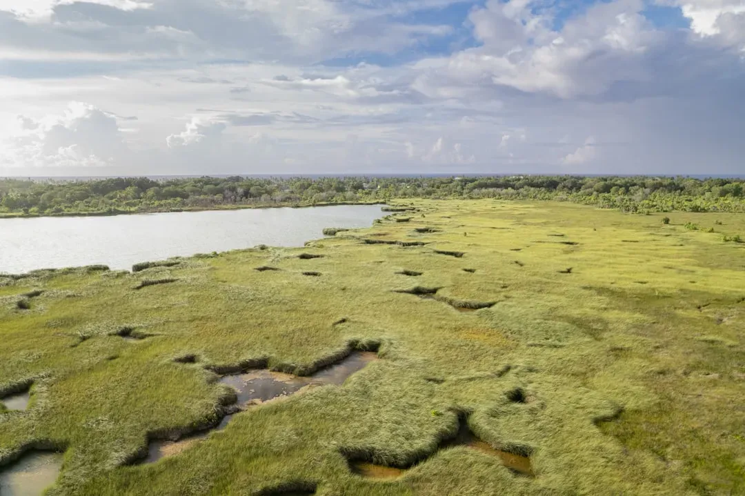 Wetlands Acting As Nature’s Sponges And Filters (Image Credits: Unsplash)