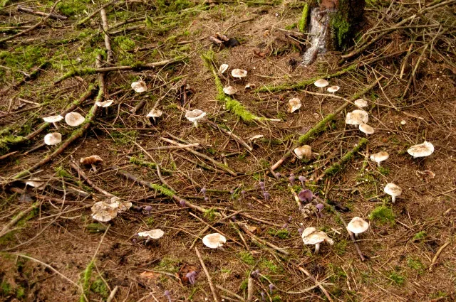Are These Mushrooms Dangerous to You, Kids, or Pets? (James Lindsey's Ecology of Commanster Site, CC BY-SA 3.0)