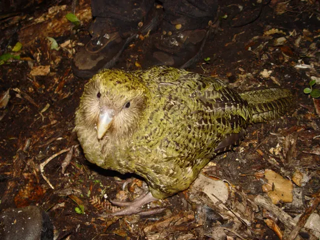 6. Kakapo – The Heavyweight Parrot That Forgot How to Fly (Image Credits: Wikimedia)