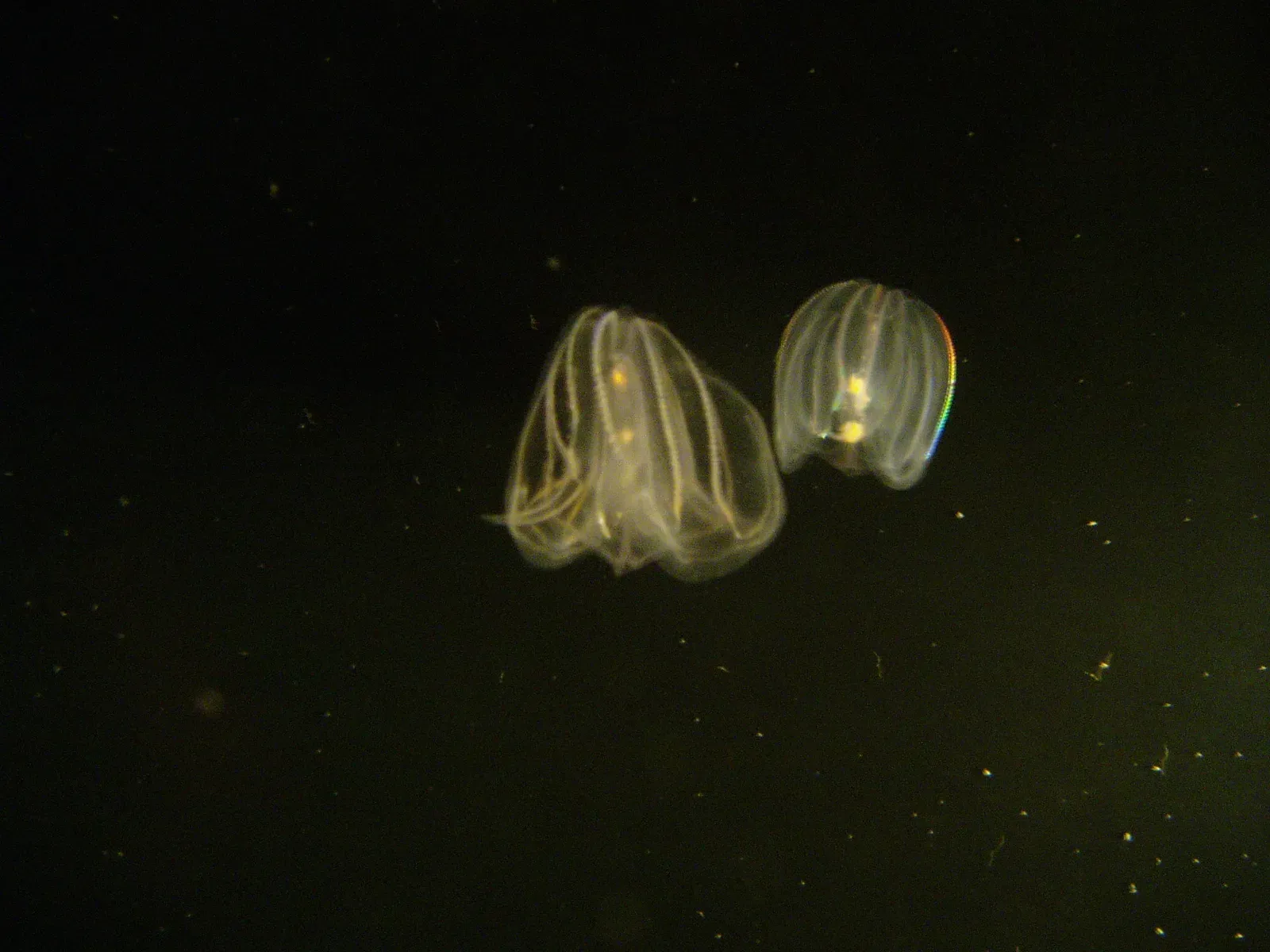 Comb Jellies and Siphonophores: Living Light Shows in the Dark (No machine-readable source provided. Own work assumed (based on copyright claims)., CC BY-SA 3.0)