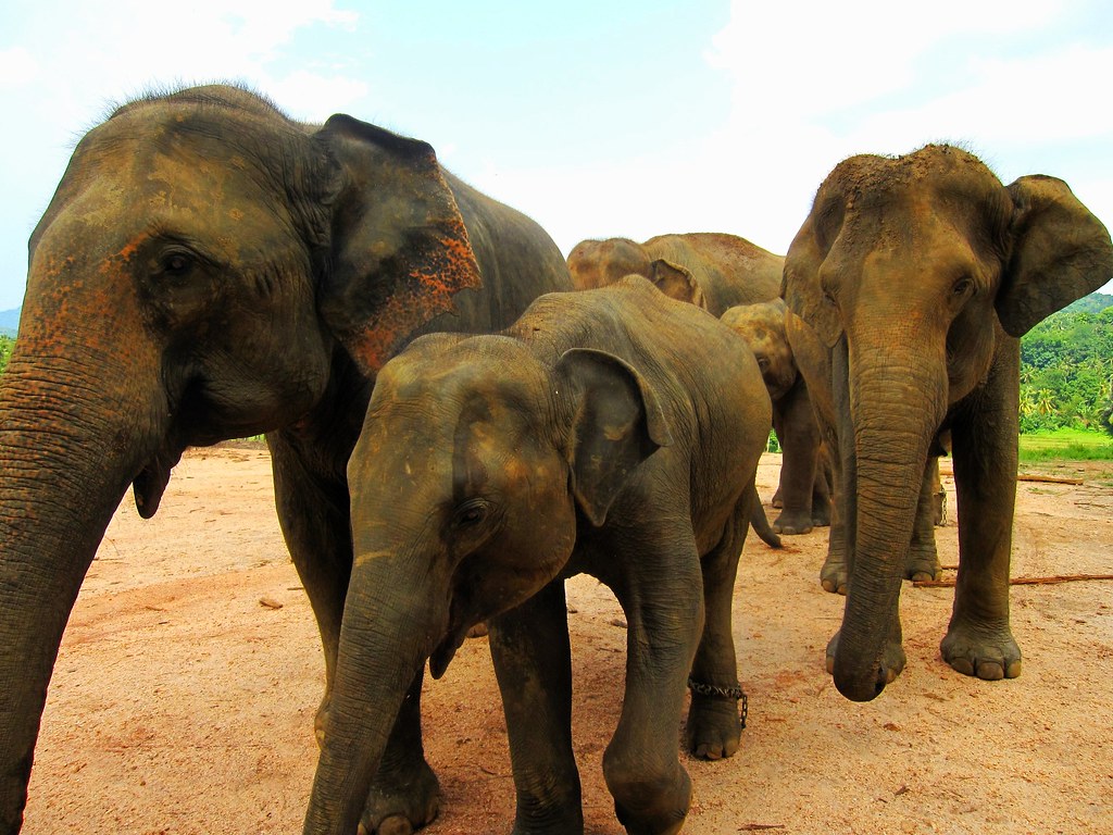 Secret Sounds of Sympathy (Image Credits: Flickr)