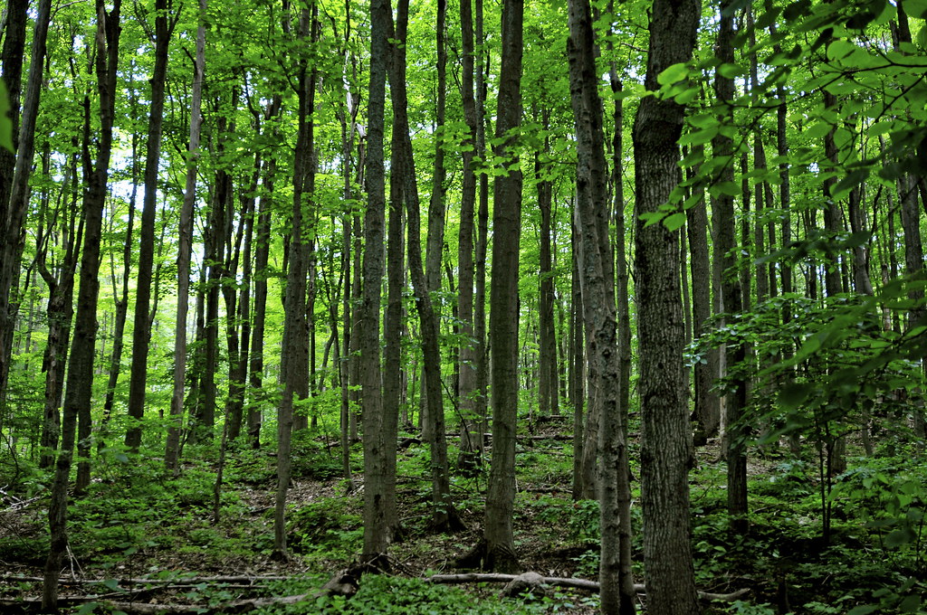 The Great Oxygen Machine: Photosynthesis Unchained (Image Credits: Flickr)