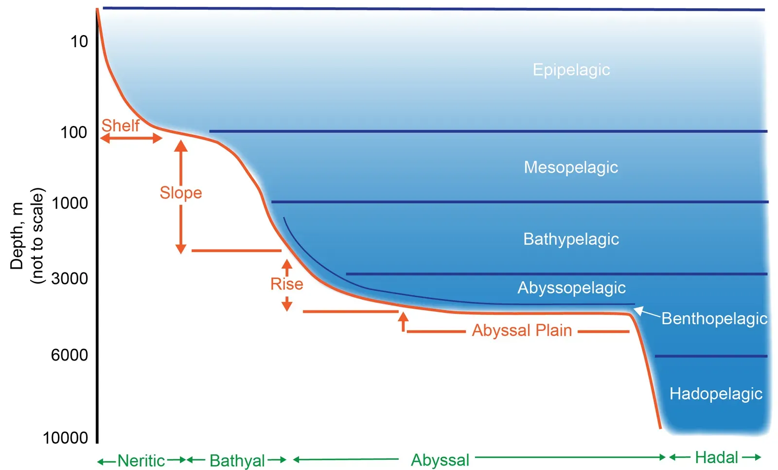 Chemosynthetic Ecosystems in Hadal Zones (Image Credits: Wikimedia)