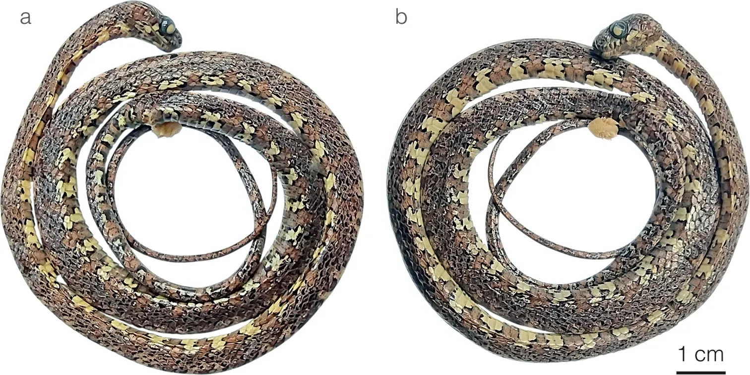 #5 - The Snake Named After a Hollywood Star (By https://doi.org/10.3897/zookeys.1143.93601, CC BY 4.0)