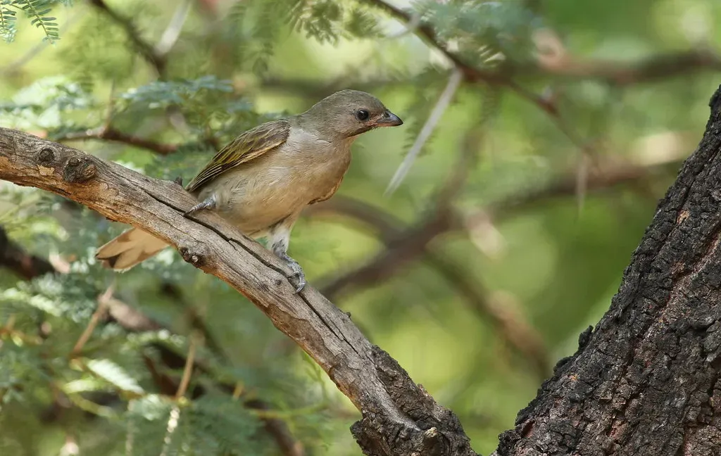Honeyguide Birds and Humans: An Ancient Partnership (Image Credits: Flickr)