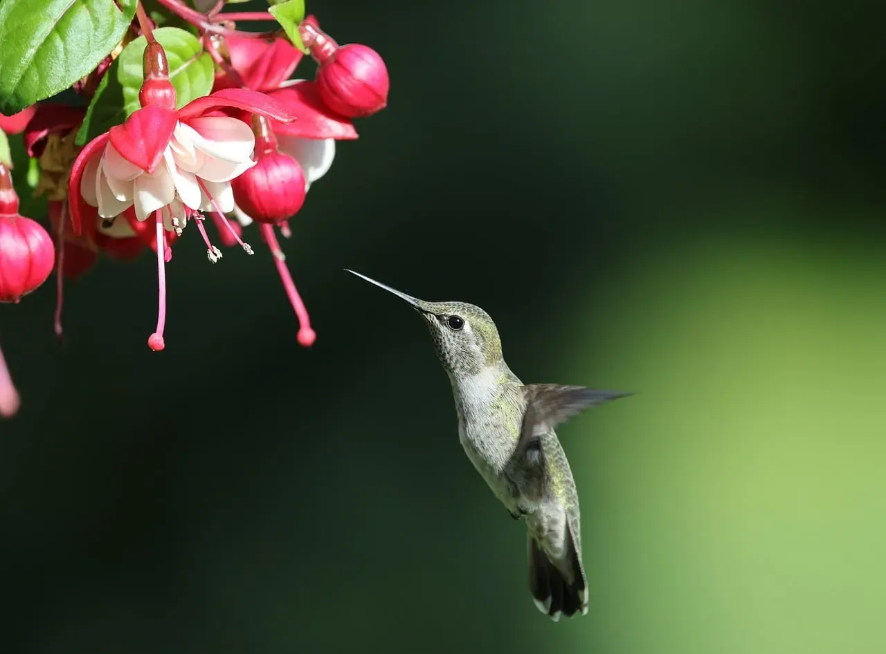 7. Fuchsias (Especially Hardy and Trailing Types) (Image Credits: Pixabay)
