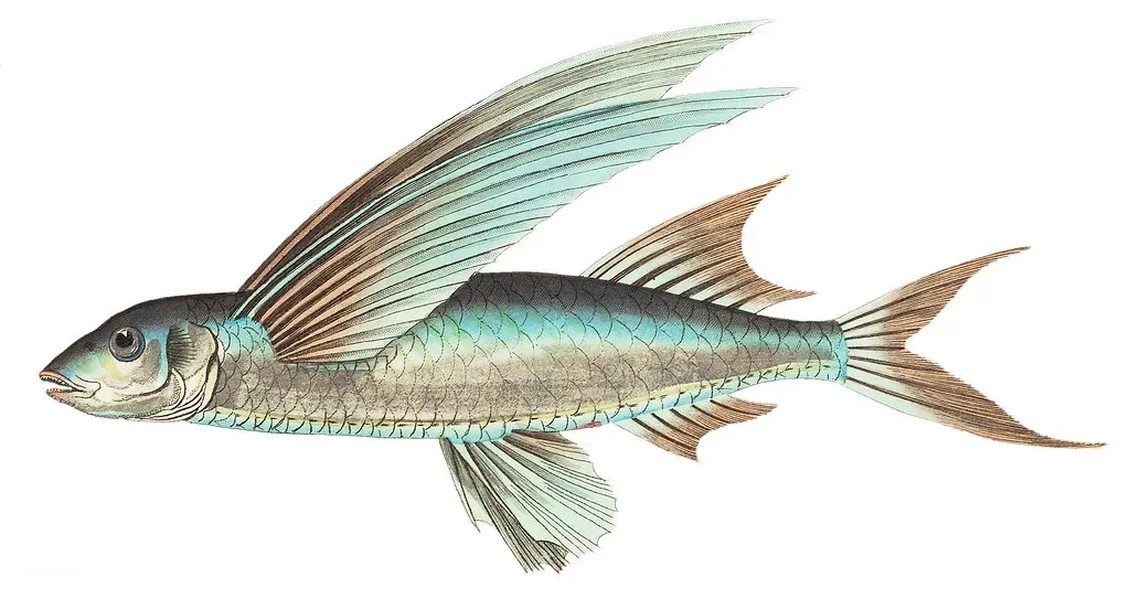 Turning Fins Into Wings Through Clever Design (Free Public Domain Illustrations by rawpixel, Flickr, CC BY 2.0)