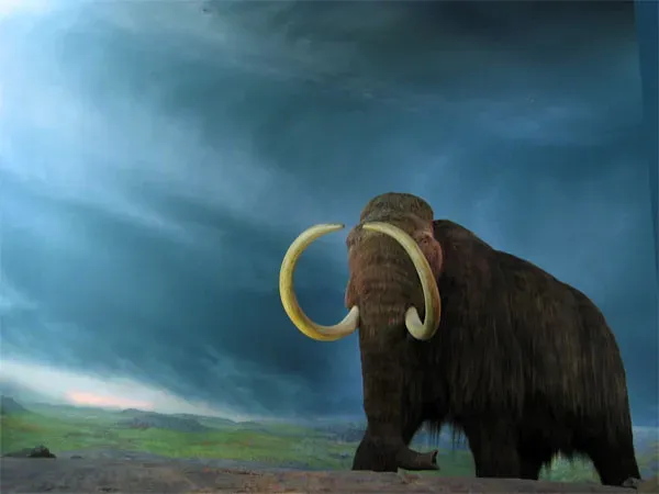 2. Woolly mammoths were still alive when the pyramids were already standing (rpongsaj, Flickr, CC BY 2.0)