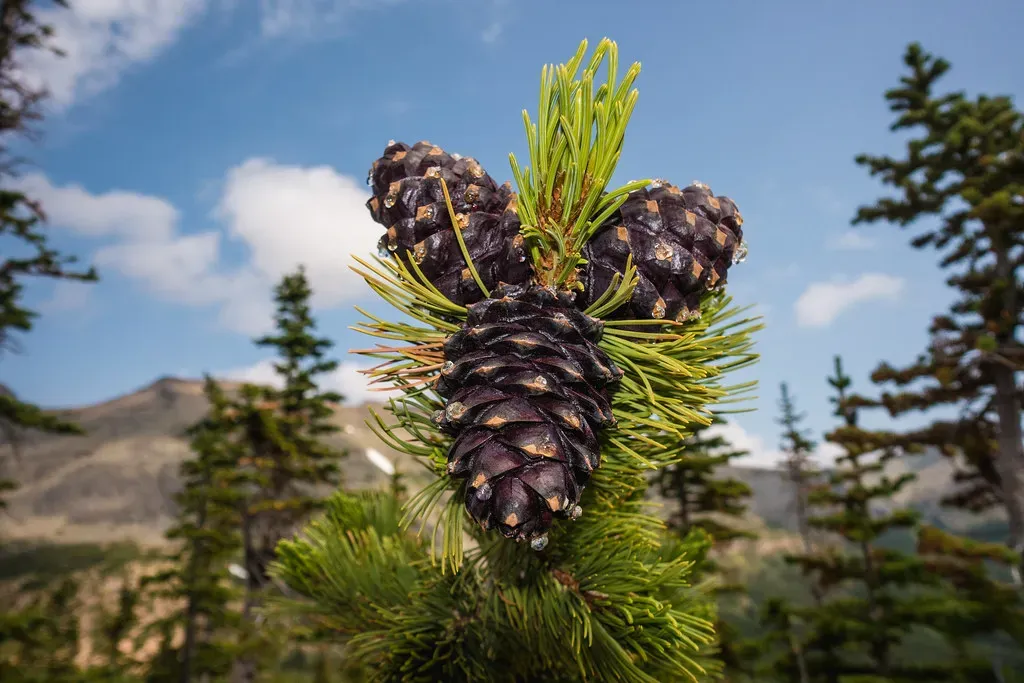 Climate Change, Whitebark Pine, and a Shifting Food Web (Image Credits: Flickr)