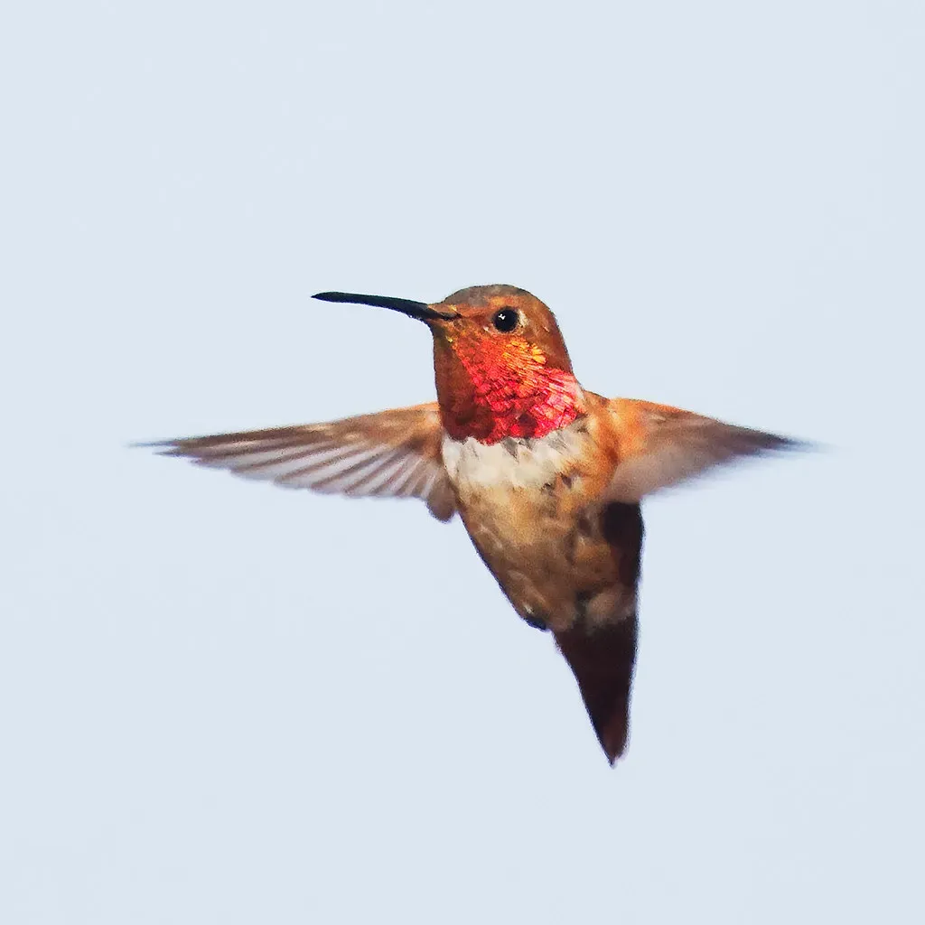 Individual Birds May Recognize You As Part Of The Landscape (szeke, Flickr, CC BY-SA 2.0)