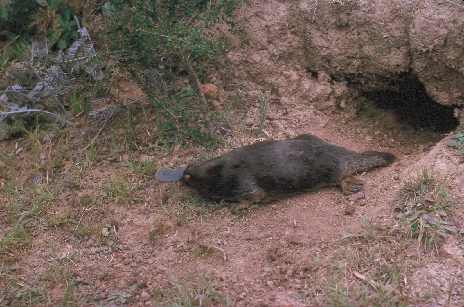 The Platypus: The Bizarre Mammal With Hidden Weapons (This file was contributed to Wikimedia Commons by Colorado State University Libraries as part of a cooperation project. The donation was facilitated by the Digital Public Library of America, via its partner Plains to Peaks Collective.
Record in source catalog
DPLA identifier: b21b1010b82bc33fade766135725ecd2, CC BY-SA 4.0)