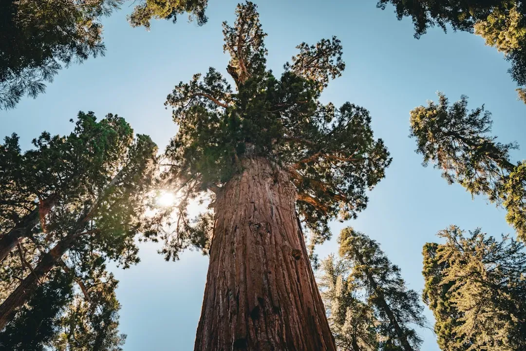 General Sherman: The World's Largest Living Thing by Volume (Image Credits: Unsplash)