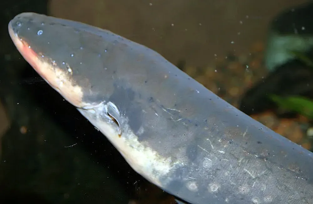 They Communicate Through Electrical Pulses (Image Credits: Wikimedia)