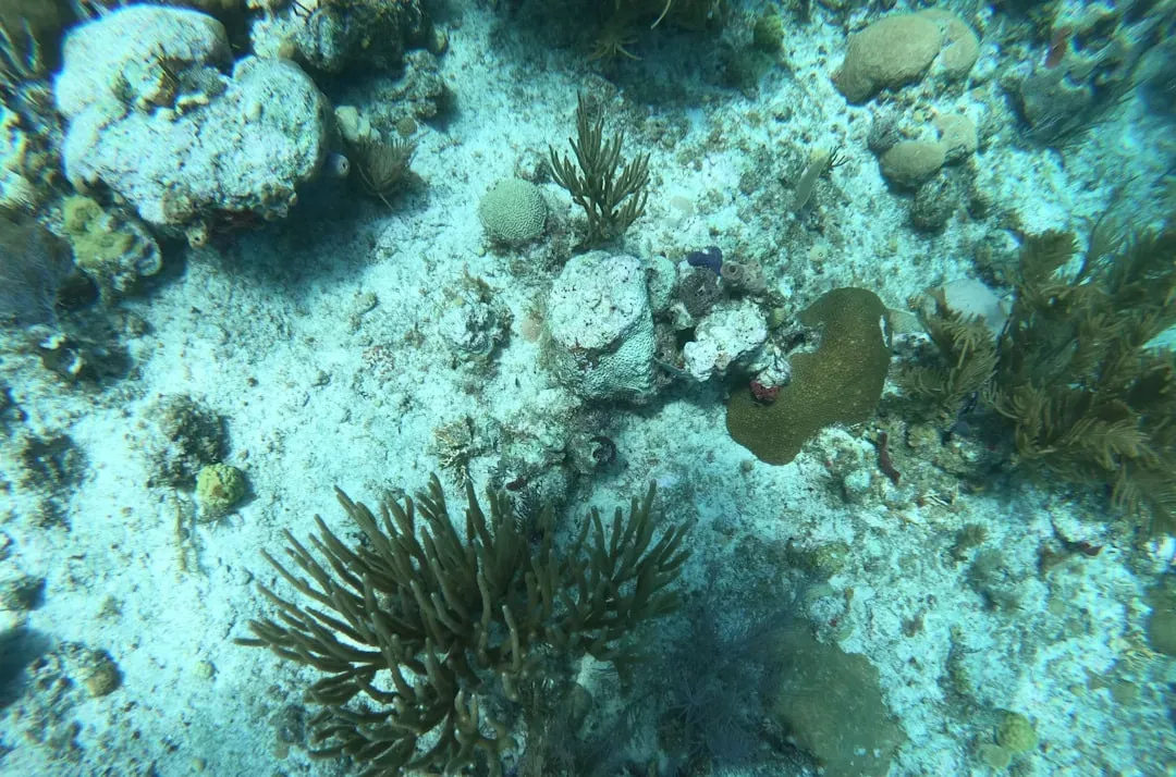 Extreme Life at Crushing Depths – A Window into the Early Earth? (Image Credits: Unsplash)