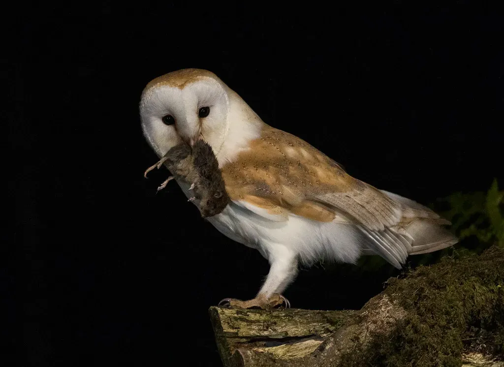 Pisces – The Barn Owl (john.purvis, Flickr, CC BY 2.0)