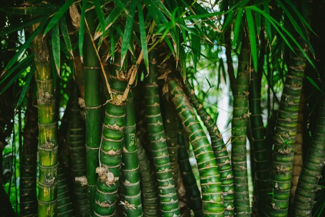 5. Bamboo Grows So Fast You Can Almost Watch It Move (Image Credits: Unsplash)