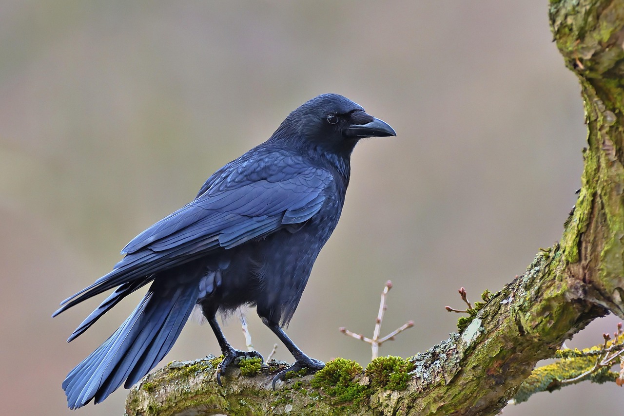 New Caledonian Crows: Aquarius's Ultimate Innovators (Image Credits: Pixabay)