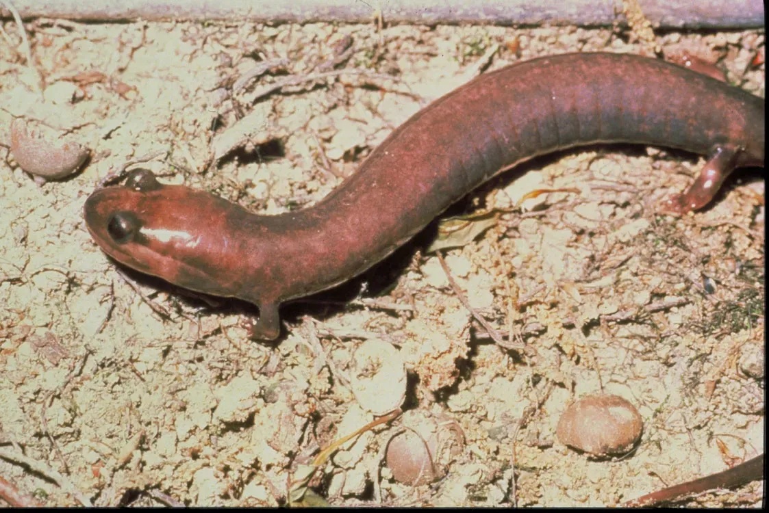5. The Red Hills Salamander - Alabama's Breathing Enigma (Image Credits: Wikimedia)