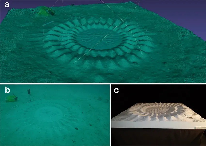 3. The White-Spotted Pufferfish: Underwater Crop Circles (By Hiroshi Kawase, Yuki Kitajima, Daisuke Iwai, CC BY 4.0)