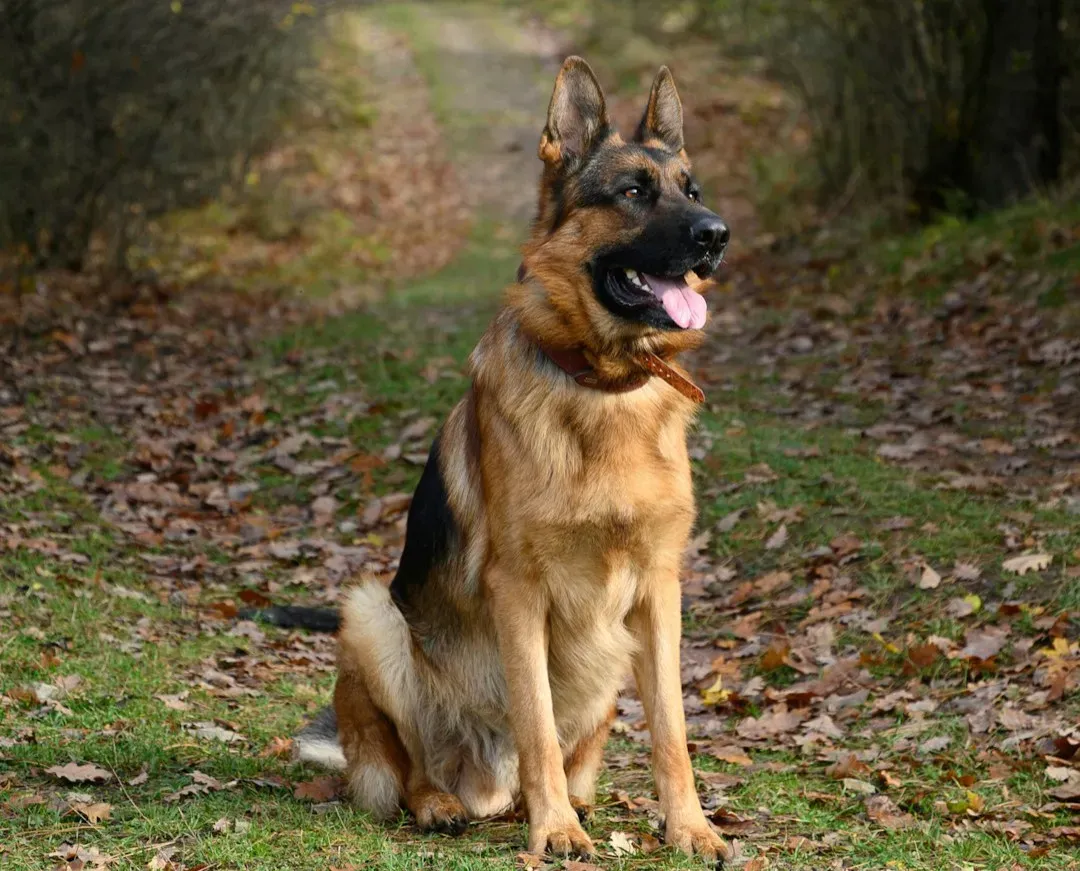 Training Pressure: The Hidden Weight Of High Expectations (Image Credits: Unsplash)