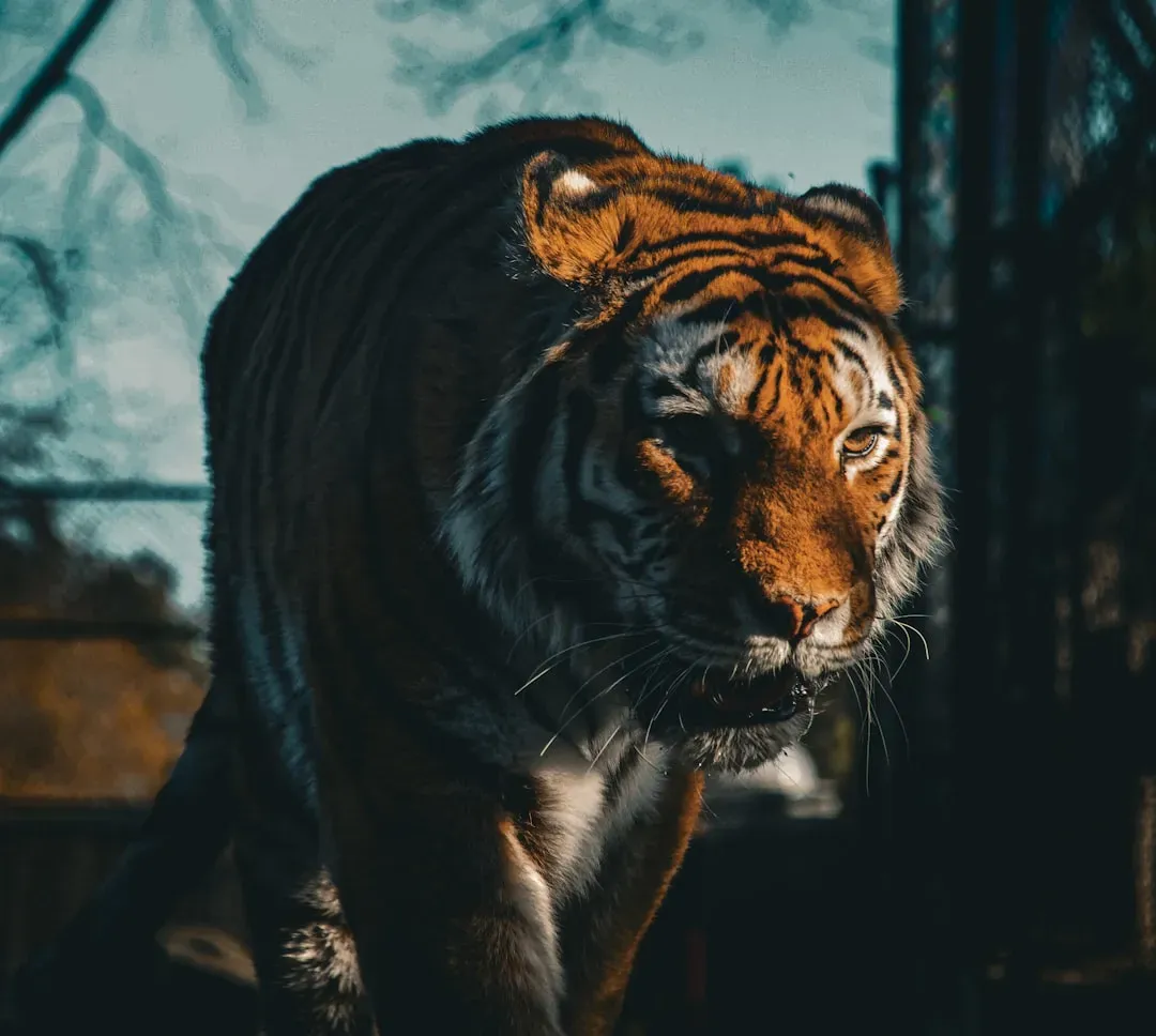 Conclusion: The Wild Has Been Watching You Too (Image Credits: Unsplash)