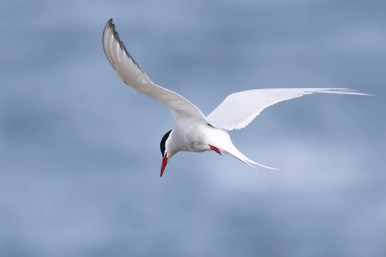 Arctic Terns: The Tiny Birds That Chase Endless Summer (Image Credits: Pixabay)