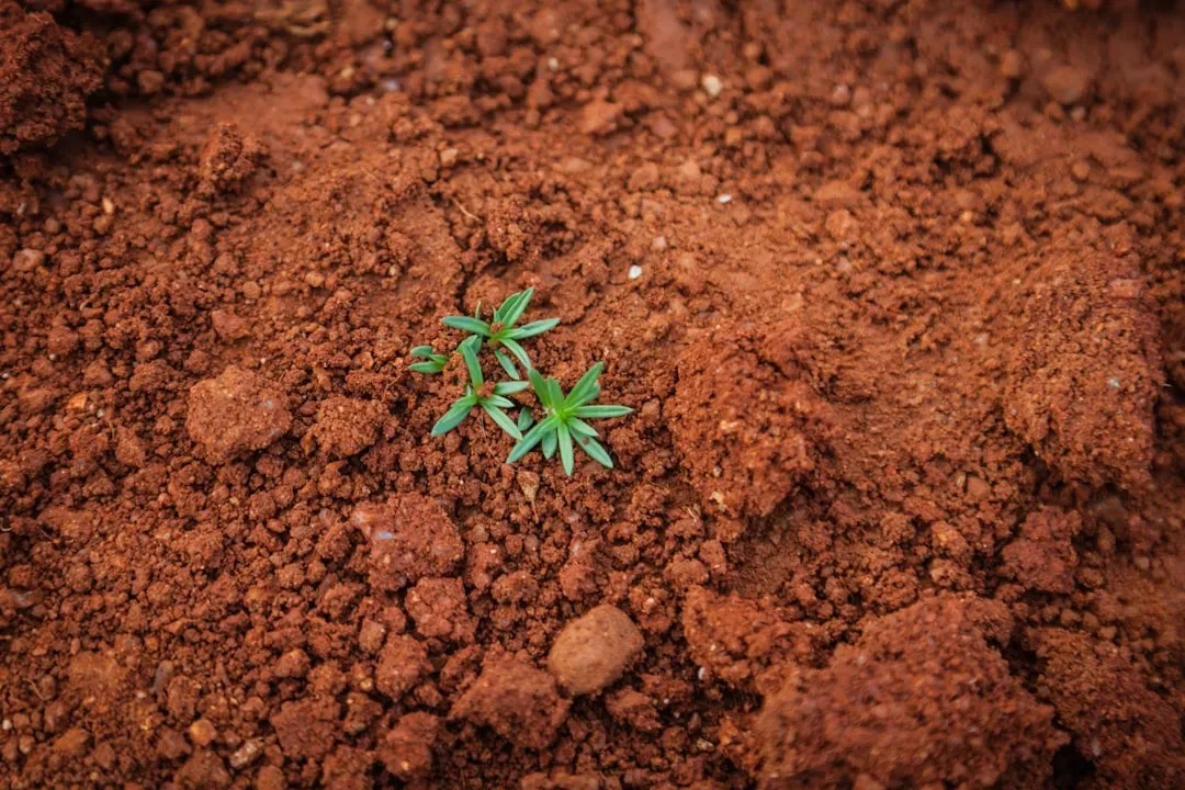 #6 - Calcium and Magnesium Quietly Compete for the Same Space (Image Credits: Unsplash)