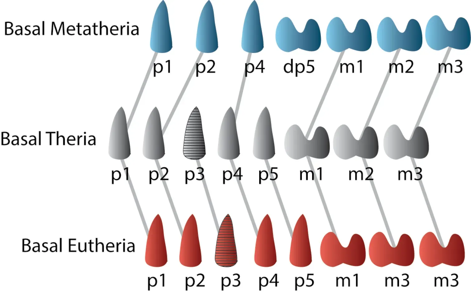 8. You’re Connected to Tiny Insect Hunters With Surprisingly Complex Teeth (Williamson TE, Brusatte SL, Wilson GP (2014) The origin and early evolution of metatherian mammals: the Cretaceous record. ZooKeys 465: 1-76. doi:10.3897/zookeys.465.8178, CC BY 3.0)