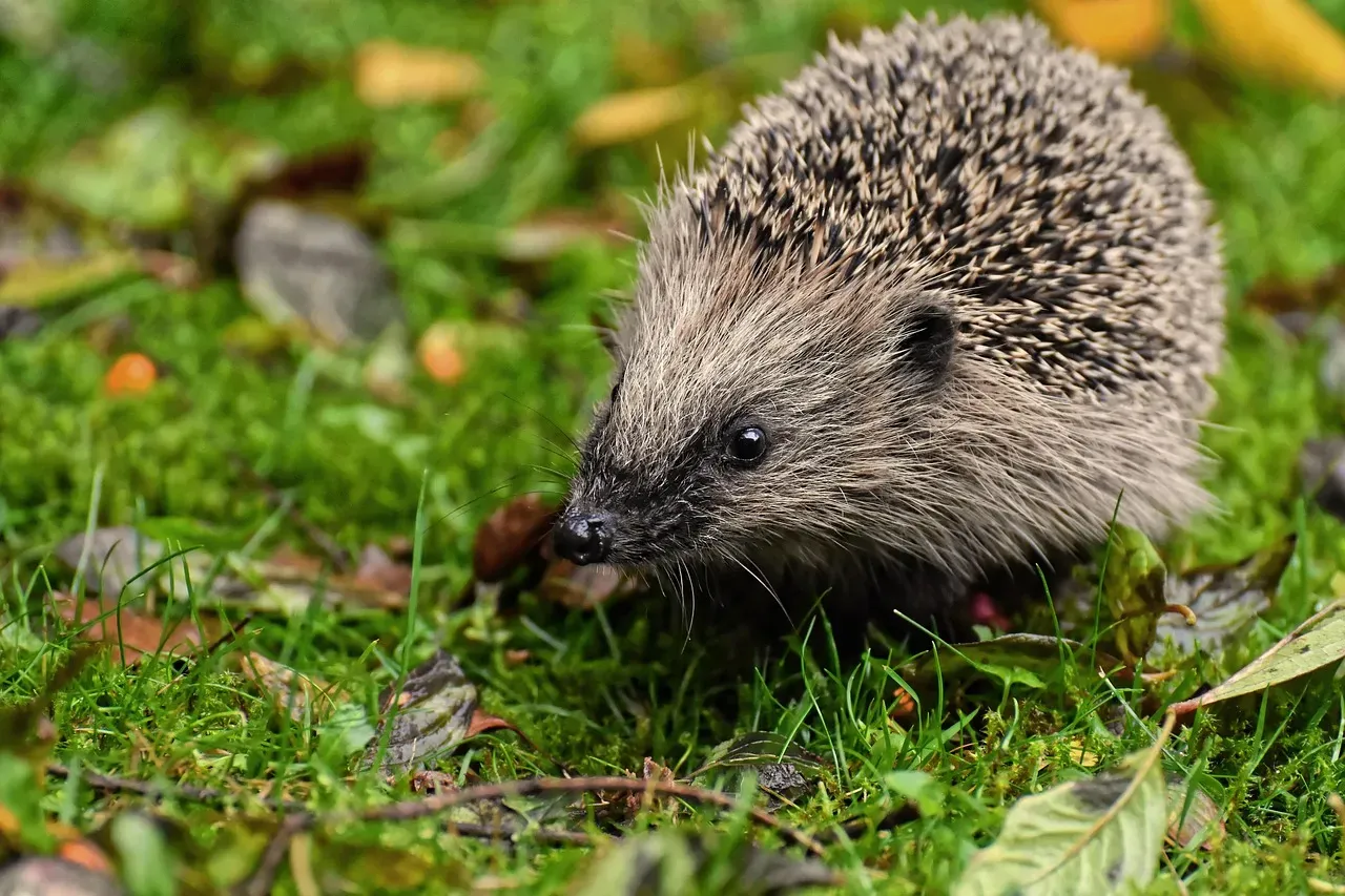 Cancer – The Hedgehog Curled Around Its Softest Parts (Image Credits: Pixabay)