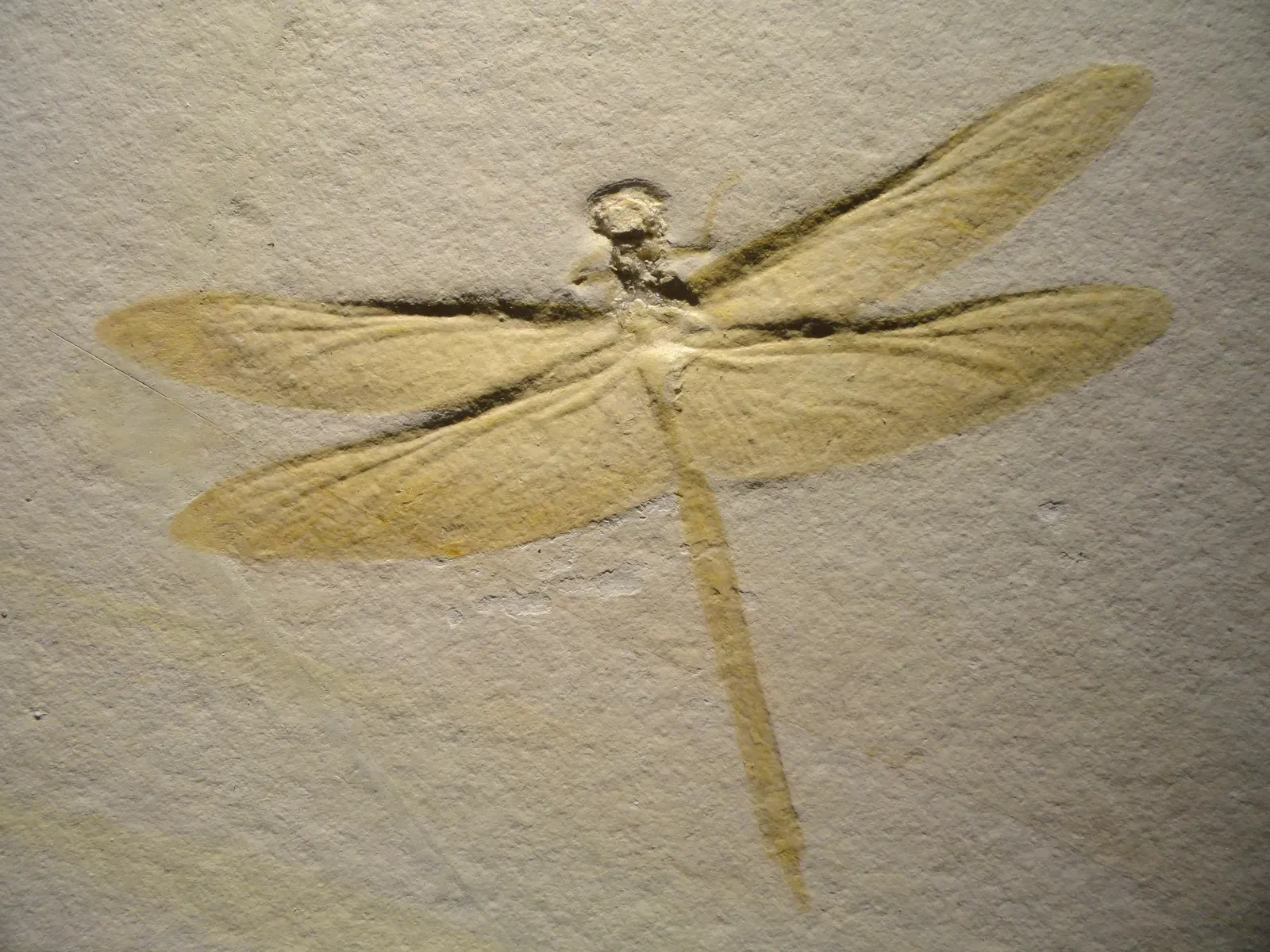 #7 - Dragonflies and Beetles That Look Too Modern for Their Rock Layer (By Daderot, CC0)