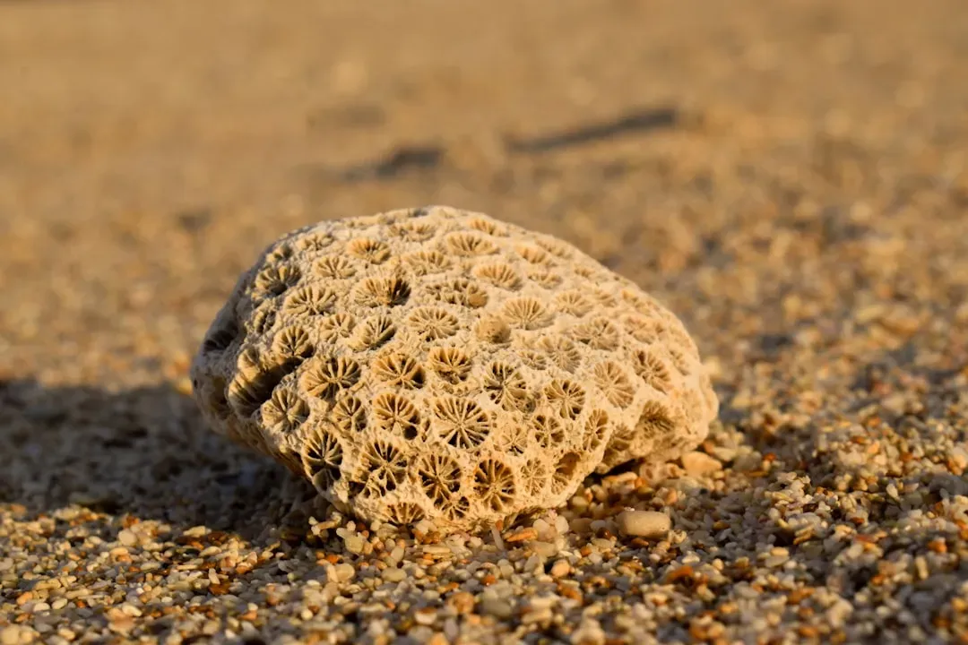 Fossils in the Canyon Track the Rise of Complex Life (Image Credits: Unsplash)