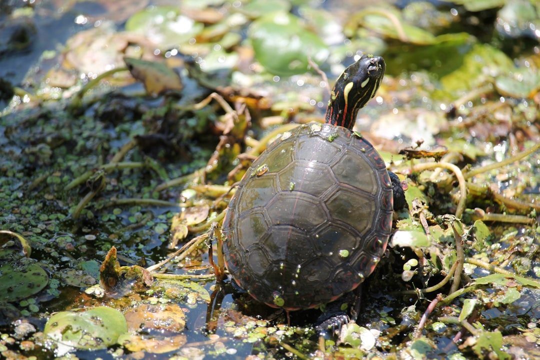 Forest Relics: Bog Turtles and the Disappearing Wetlands (Image Credits: Unsplash)