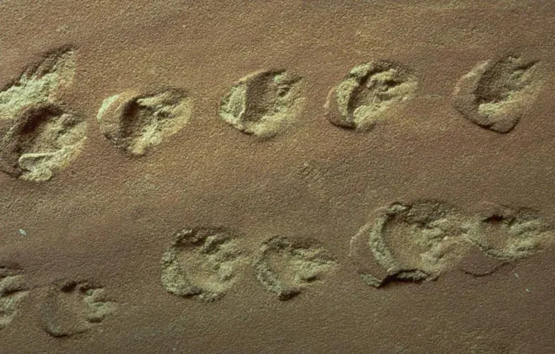 Desert Dunes and Ancient Footprints (Image Credits: Wikimedia)