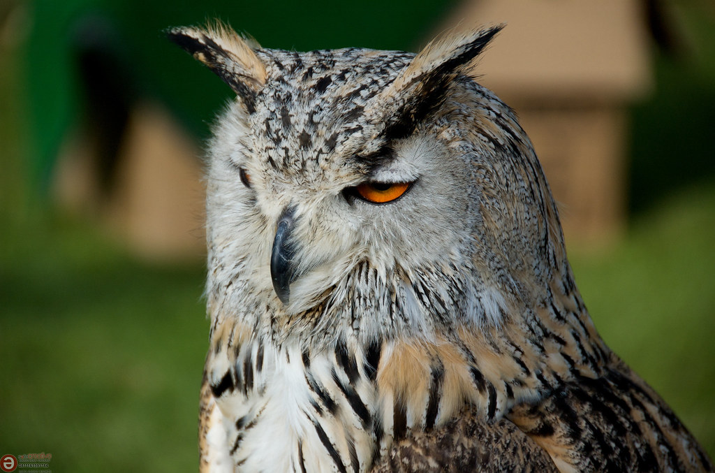 The Owl: Wisdom Through the Darkness (Image Credits: Flickr)