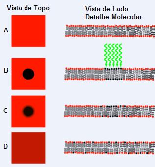 Clockwork Healing: Sleep, Stress, and the Rhythm of Repair (Image Credits: Wikimedia)