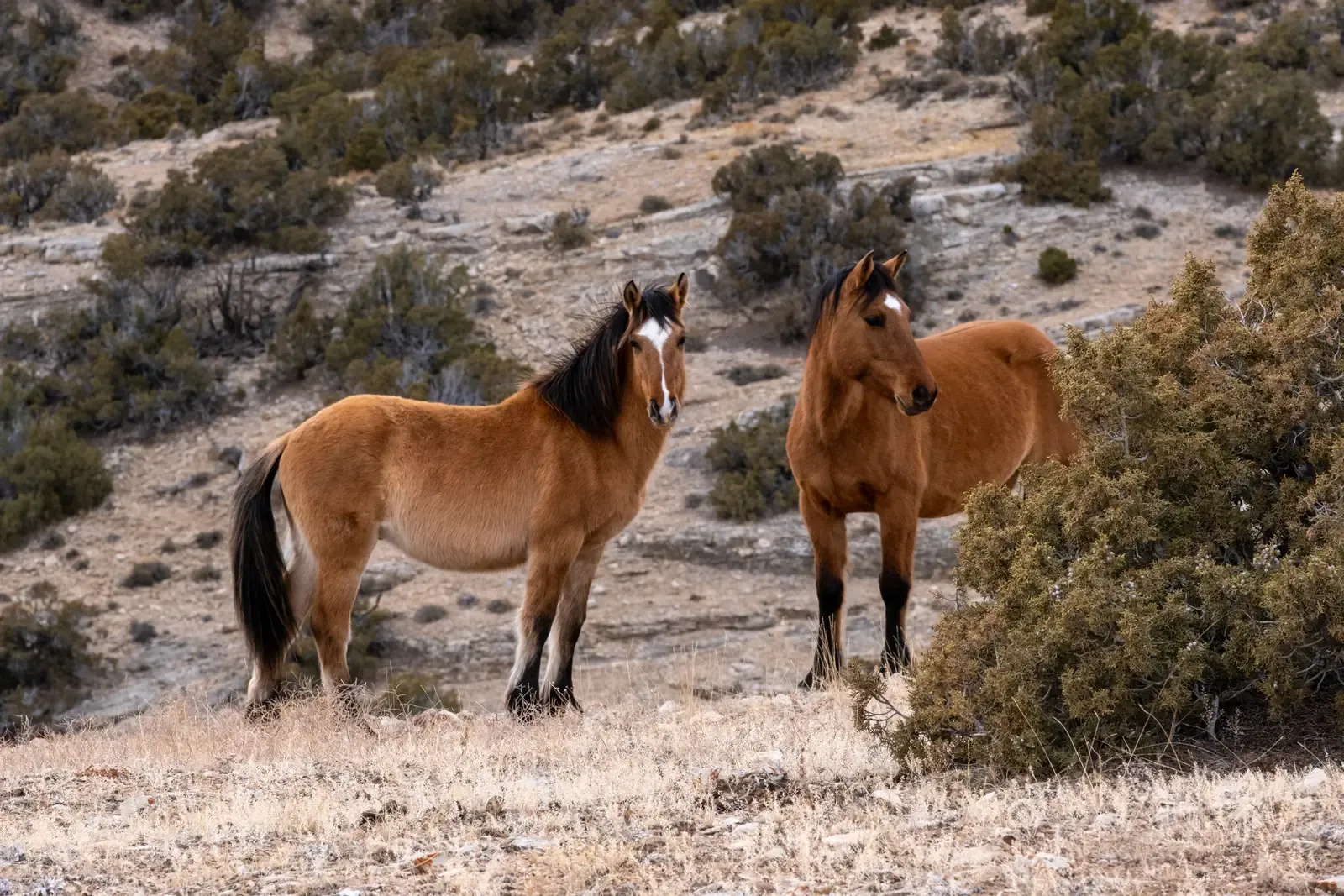 How Many Wild Horses Are Left, Really? (Wild horses in the Pryor Herd Management Area on the Montana/Wyoming borde r., Public domain)