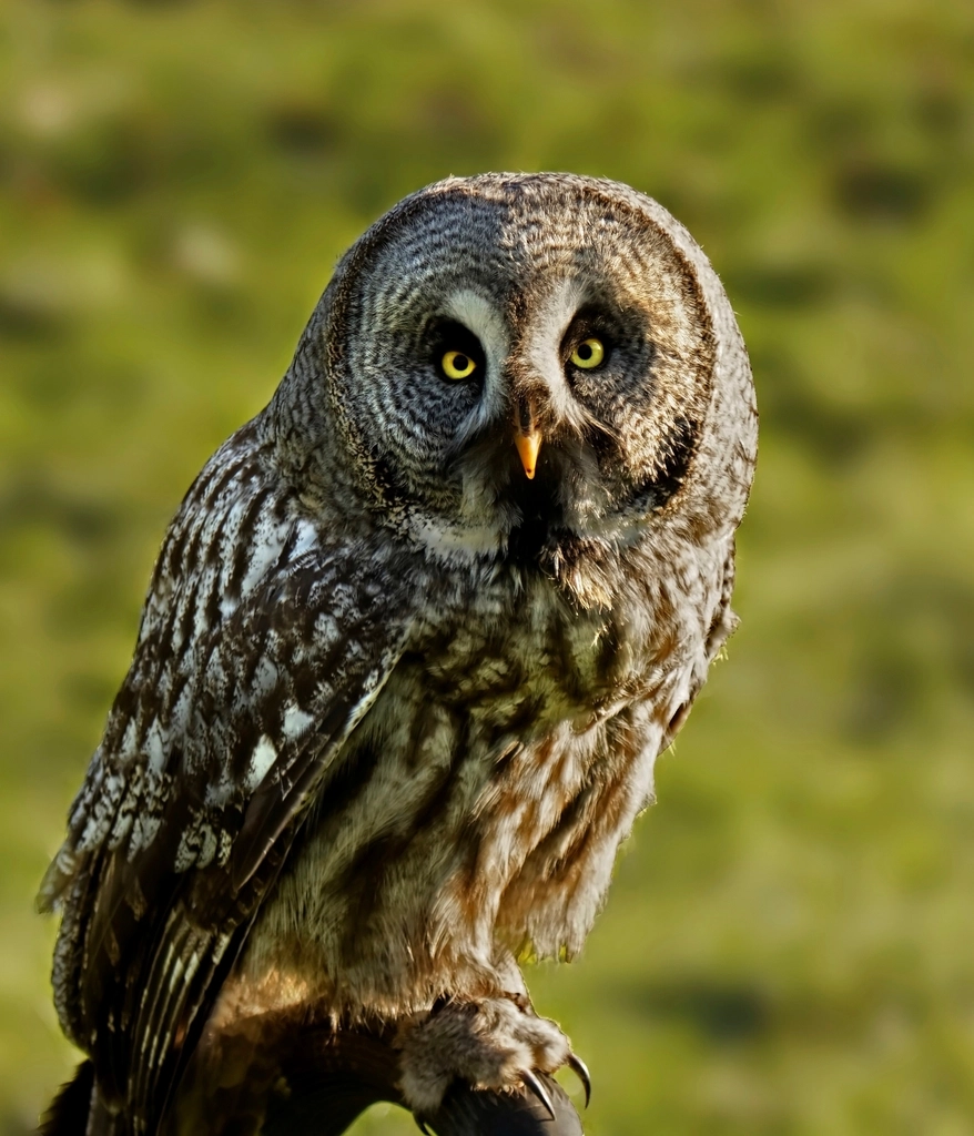 Whispering Wings: Owl Feathers and Quieter Machines (Image Credits: Rawpixel)