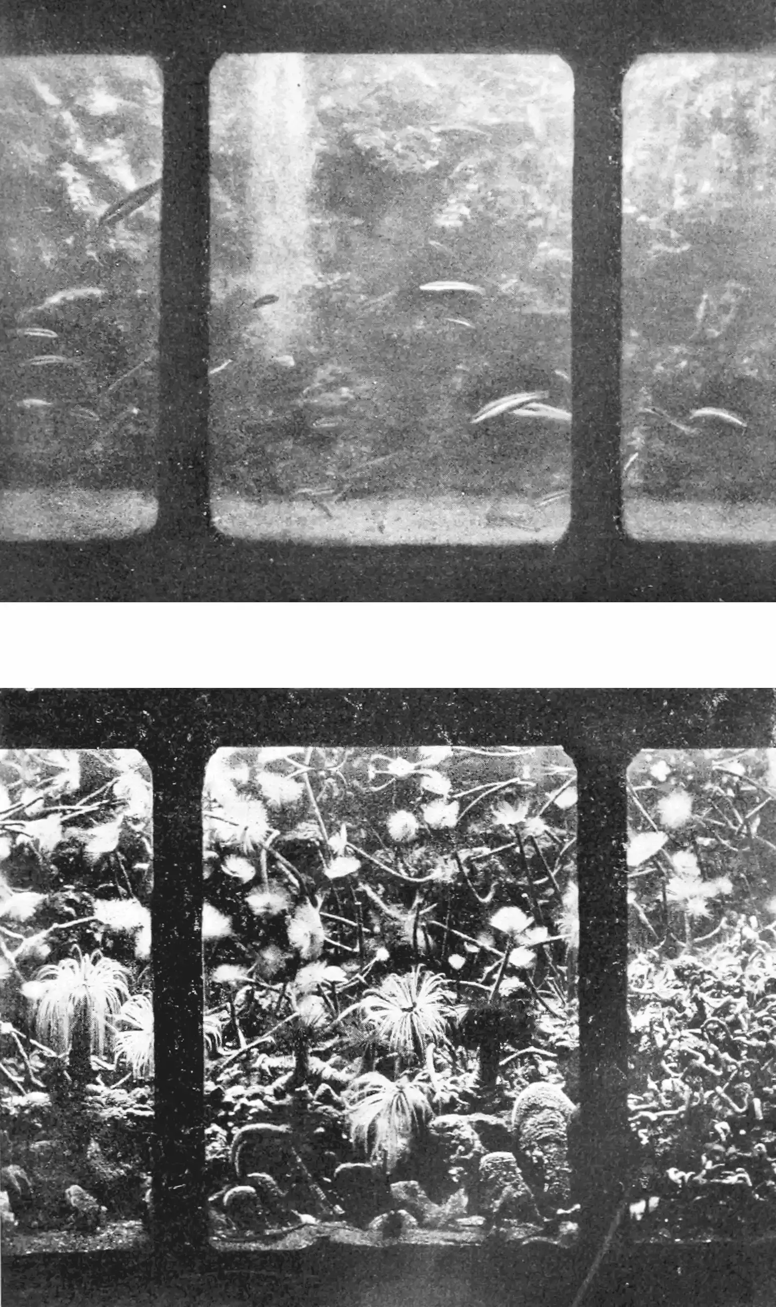 The Deep Electric: Natural Batteries and Planetary Circuits (Image Credits: Wikimedia)